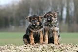 BERGER ALLEMAND 1097